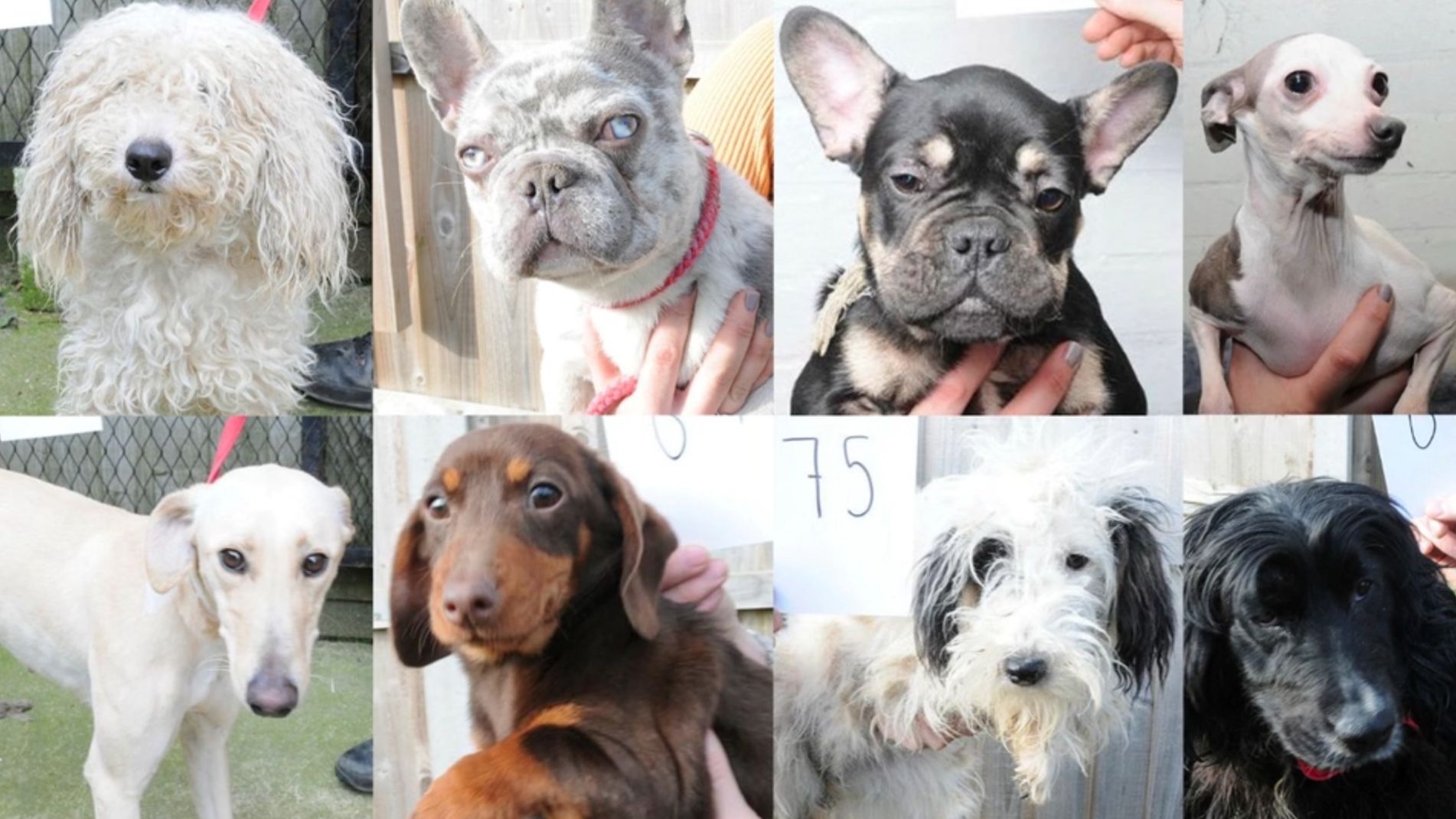 Police release images of 48 stolen dogs in an effort to find their
