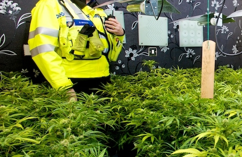 Police arrest two for the production of cannabis in Bury St Edmunds