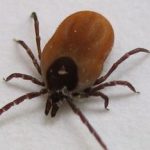 Killer tick-borne brain disease found in Thetford Forest