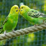 Update – Abbey Garden birds found in a bag after being taken from their aviary