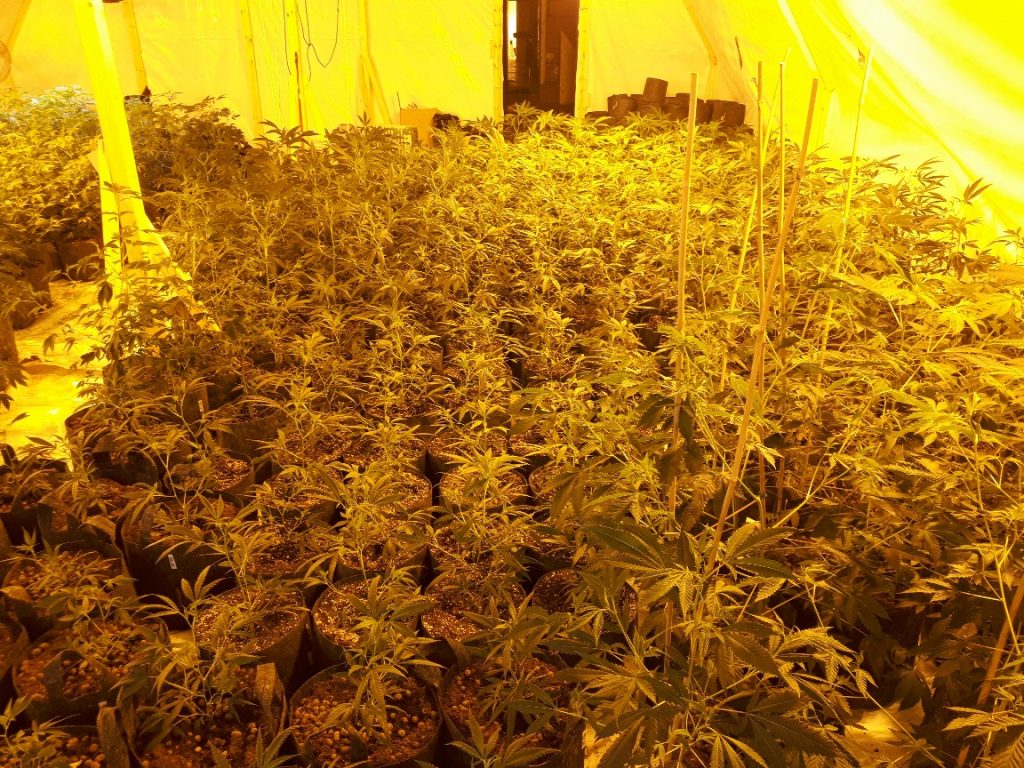 Four men jailed after one of the county’s largest cannabis factories was discovered in Great Bricett
