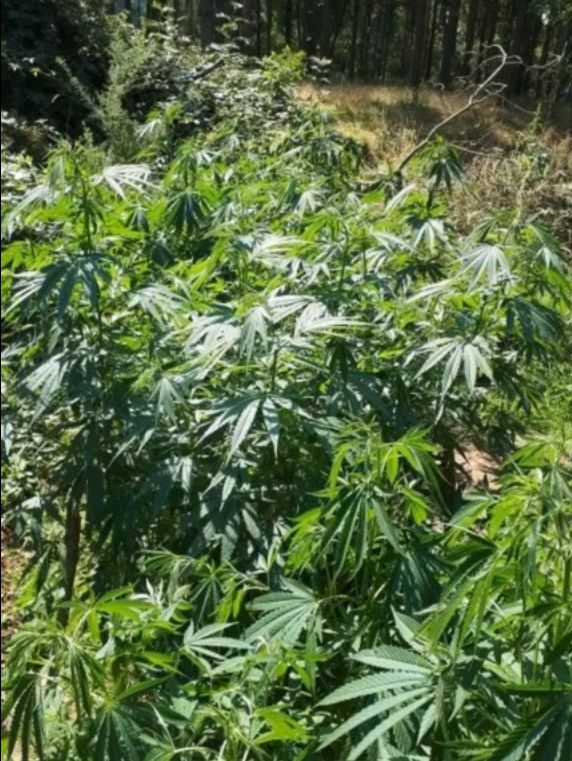 Police arrest two men after the discovery of a cannabis farm in West Suffolk woodland