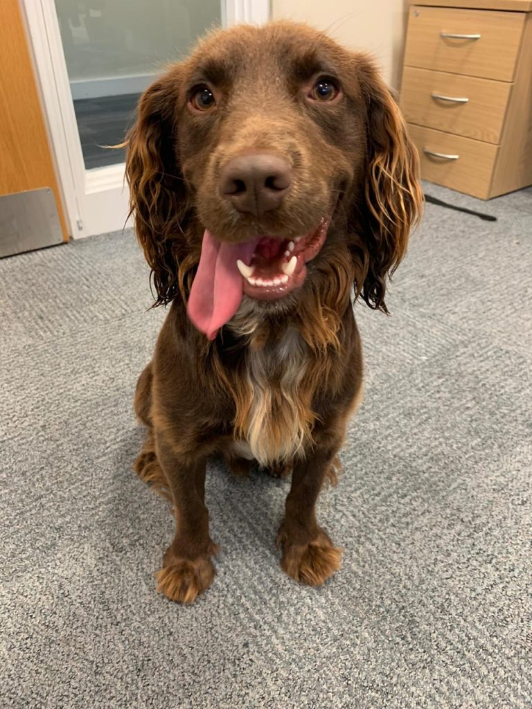 Police renew appeals after dog found in Beck Row is believed to of been stolen