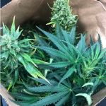 Large quantity of cannabis seized following warrant in Ashwell Road