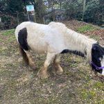 Police search for owner of pony found wandering streets in Bury St Edmunds