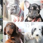 Police release images of 48 stolen dogs in an effort to find their owners