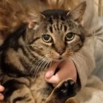 Cat stolen from outside a home in Bury St Edmunds