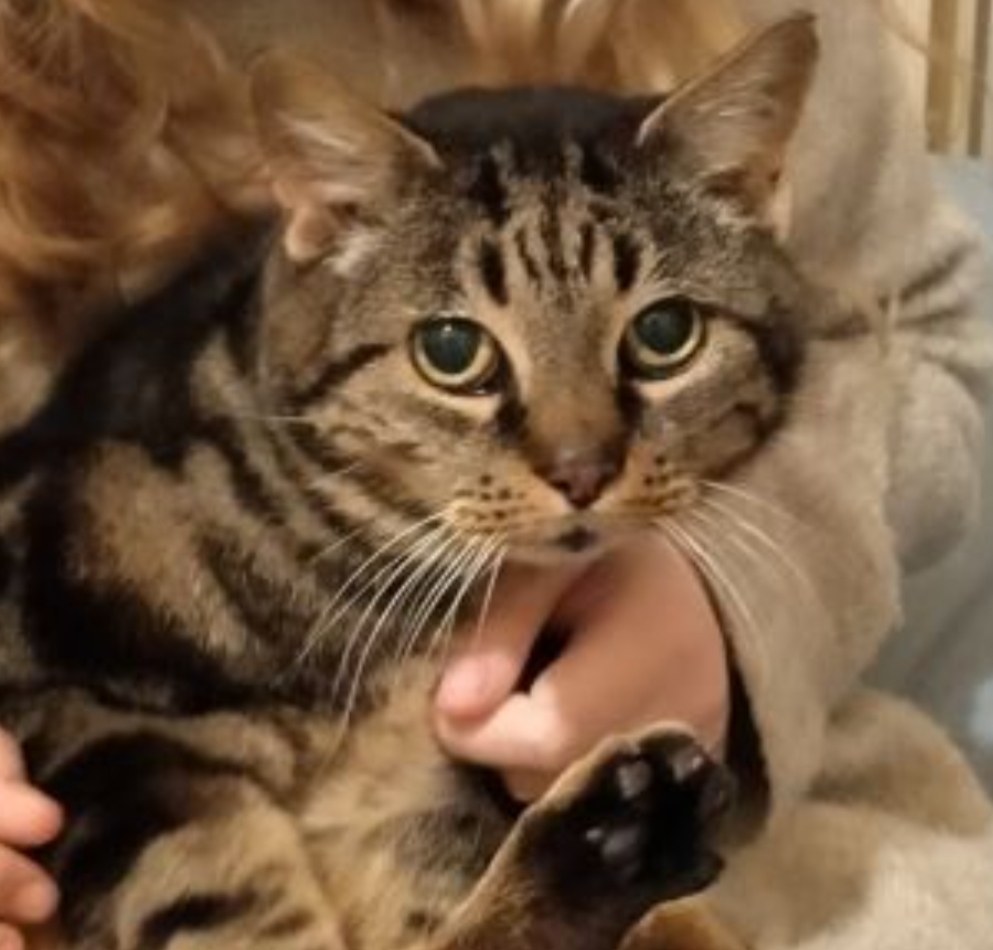 Cat stolen from outside a home in Bury St Edmunds