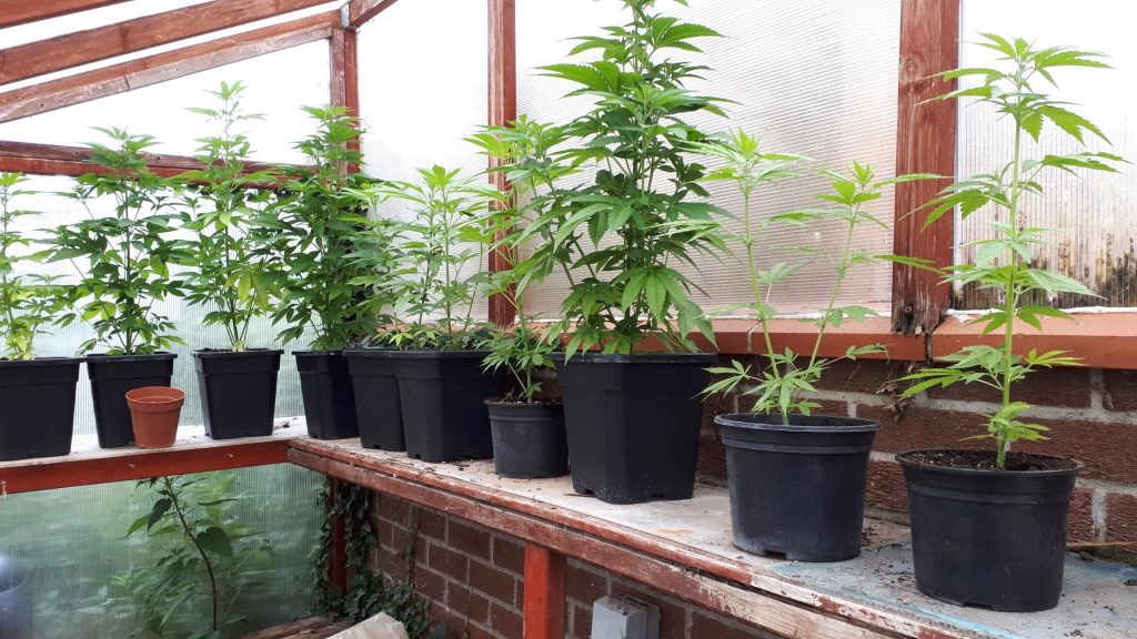 Cannabis plants seized following warrant in Elmswell