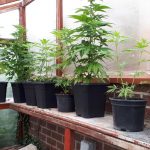 Cannabis plants seized following warrant in Elmswell
