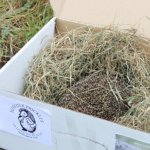 Rescued ‘Harry’ the hedgehog has a new home thanks to staff at UK Power Networks and Suffolk Prickles