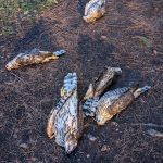 Man sentenced after birds of prey found dead in West Suffolk