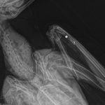 Man in his 70s released under investigation following the shooting of five birds of prey