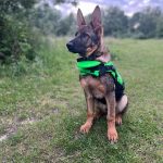 Puppy found in raid is now crime-busting police dog