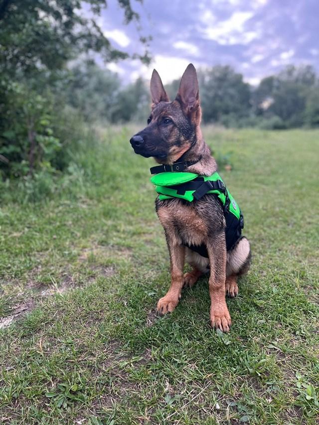 Puppy found in raid is now crime-busting police dog