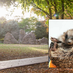 Five teenagers identified by Police in connection with the killing of a hedgehog in Bury St Edmunds