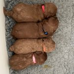 Police recover stolen spaniel Mabel, but search continues for missing puppies